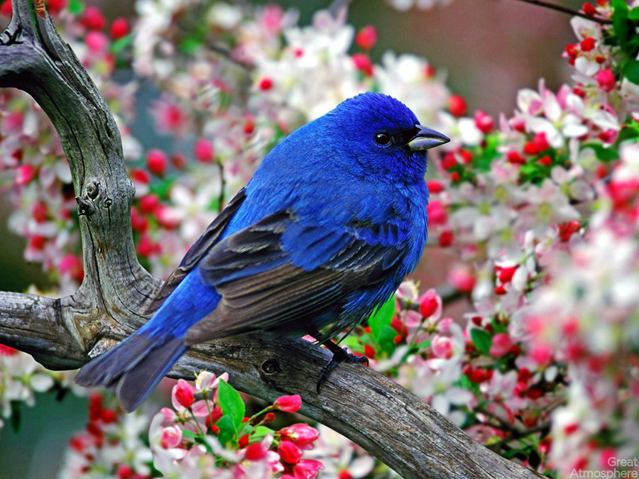 Detailed nature photography of a bird